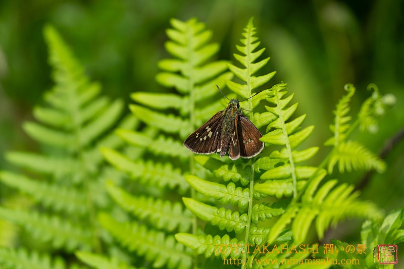 ../Images/7R250727 (110).jpg